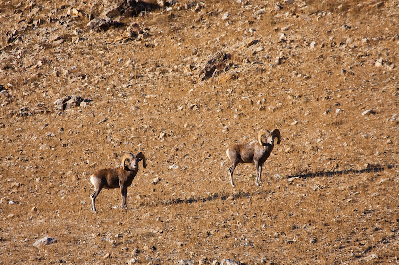 Argali